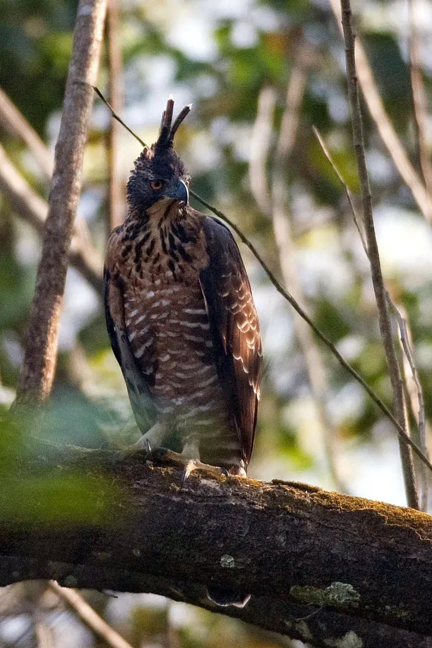 The Legge's hawk-eagle card