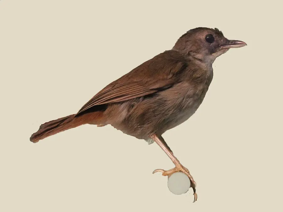 The Pale-breasted illadopsis card