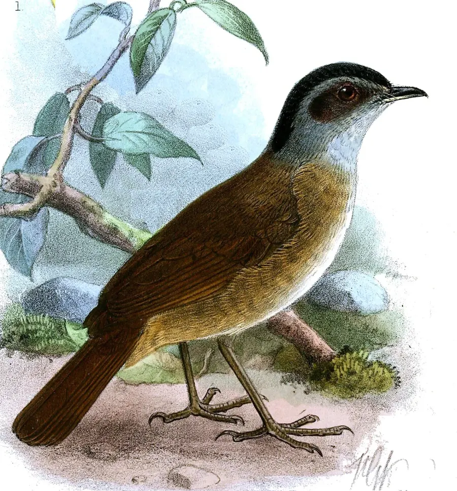 The Blackcap illadopsis card
