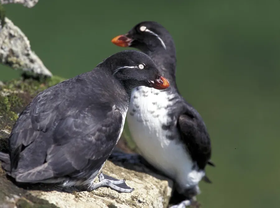 La carte Alcidae