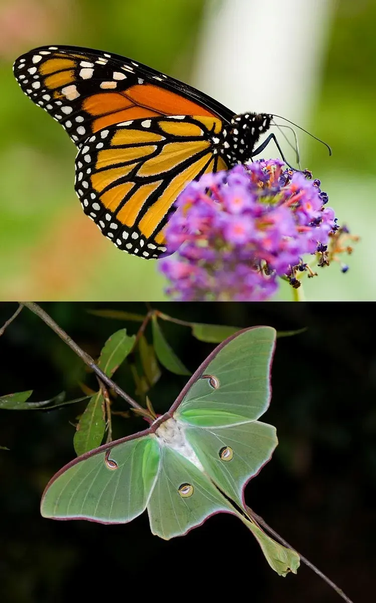 La carte Lepidoptera