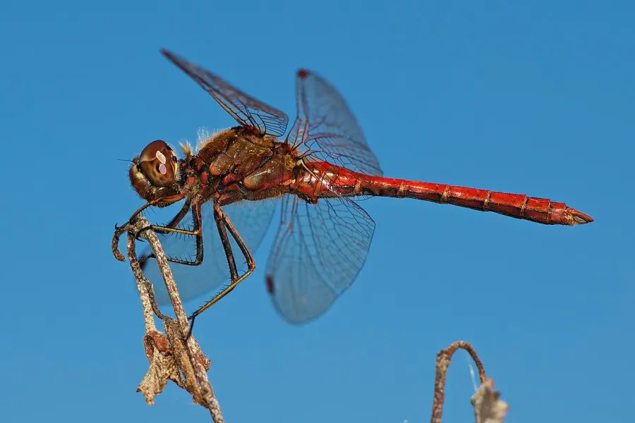 The Vagrant darter card