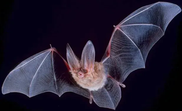 La carte Chiroptera