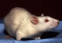 The Laboratory mouse card
