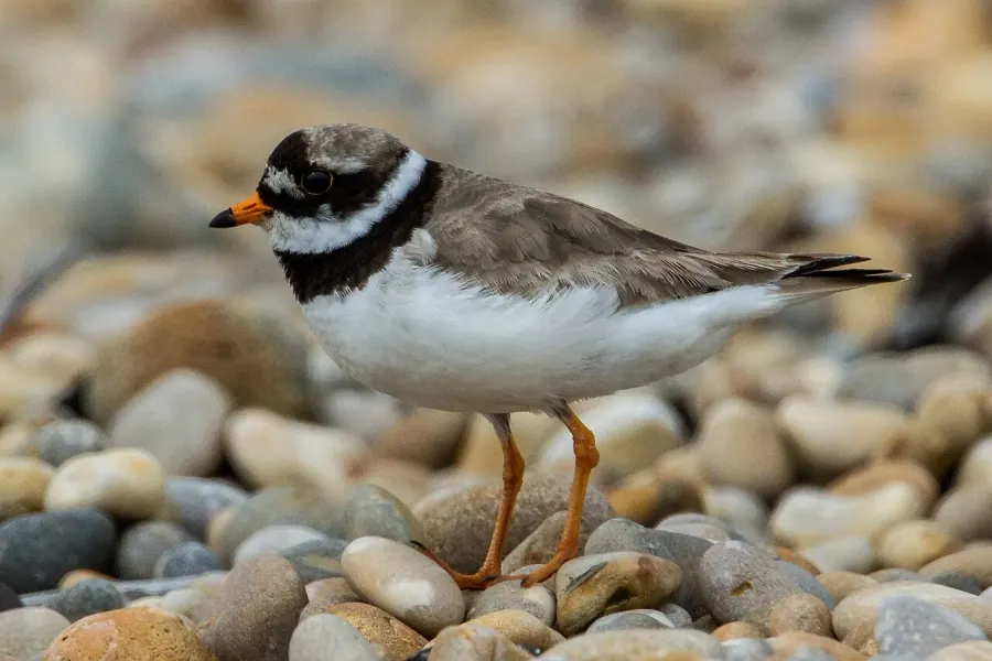La carte Charadriidae