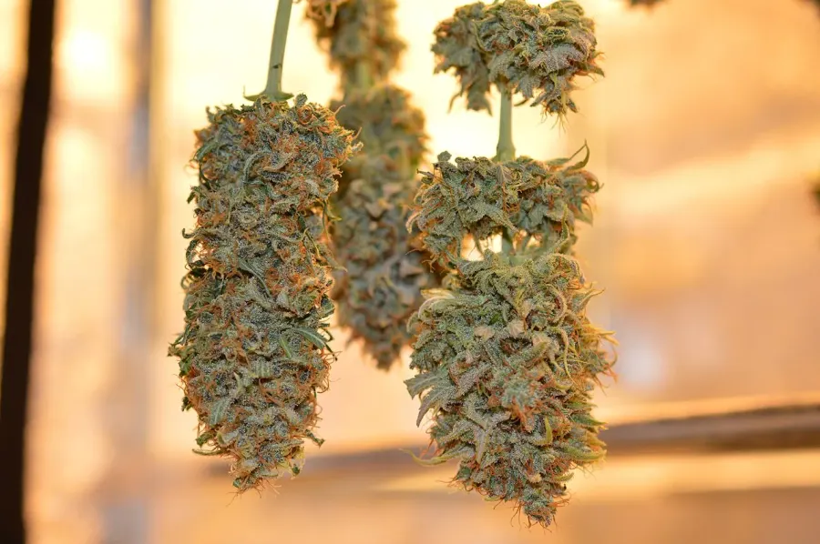 La carte Cannabis
