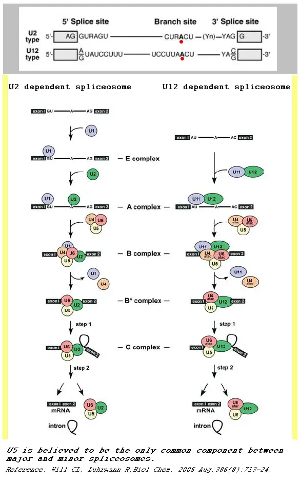 The Small nuclear RNA card