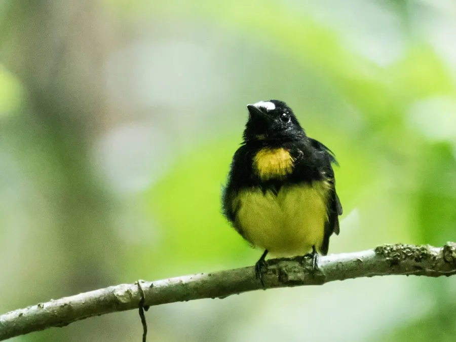 The White-fronted manakin card