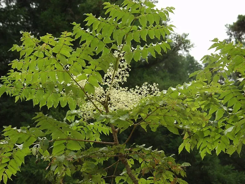 The Aralia elata card