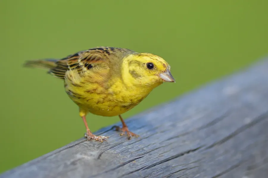 The Emberizidae card