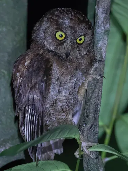 The Principe scops owl card