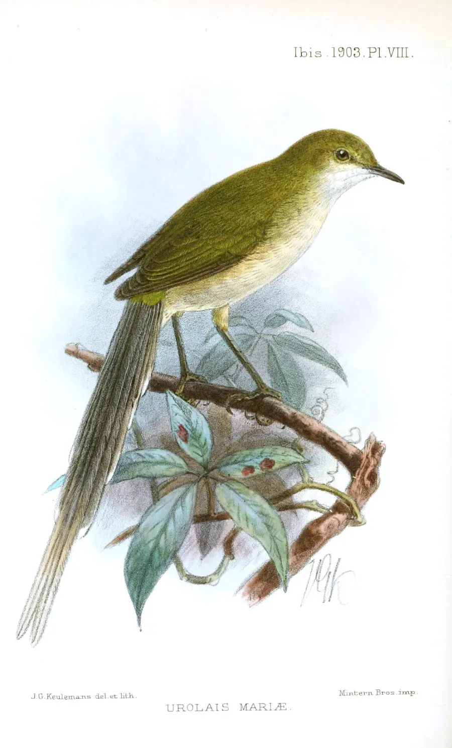 The Green longtail card