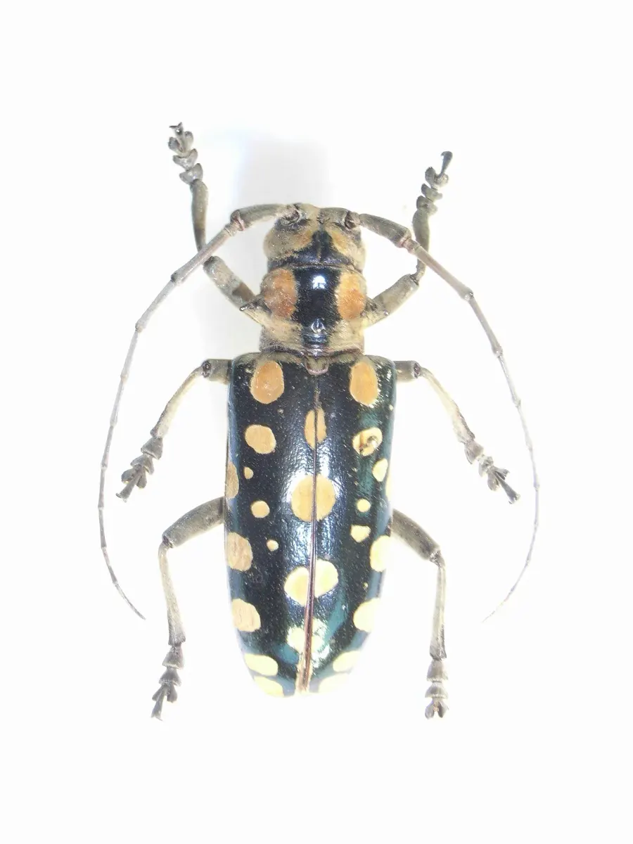 The Anoplophora card