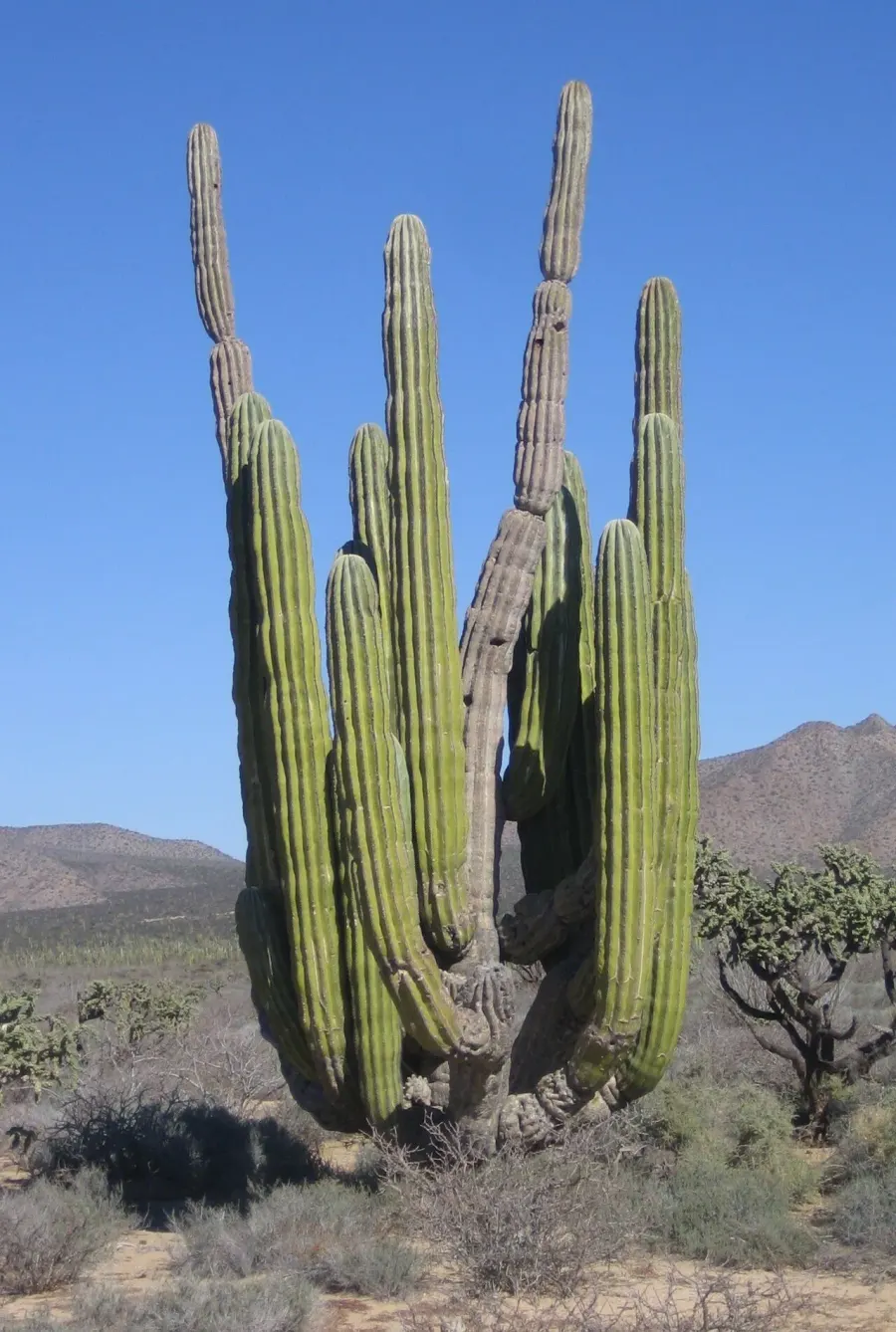 The Pachycereus pringlei card
