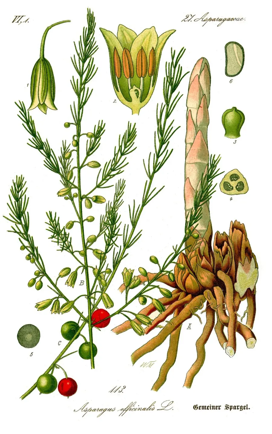La carte Asparagus