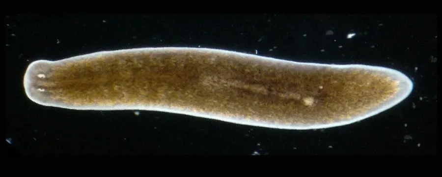 La carte Planaria