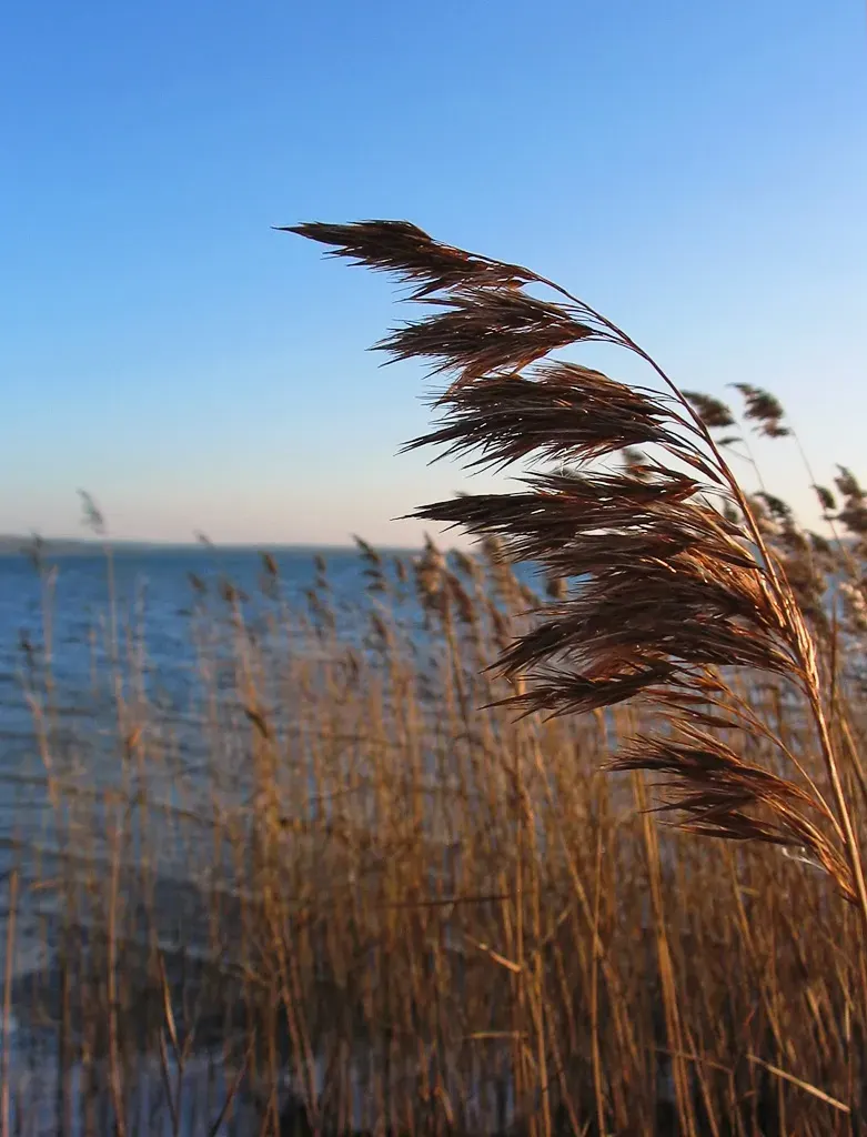The Phragmites australis card