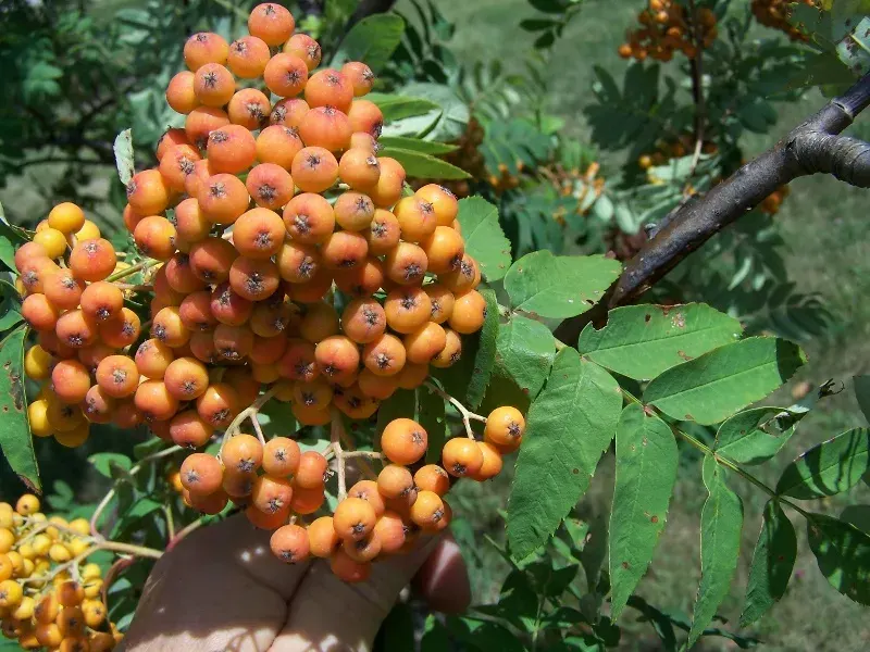 The Sorbus americana card