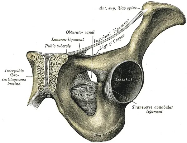La carte Ligament inguinal