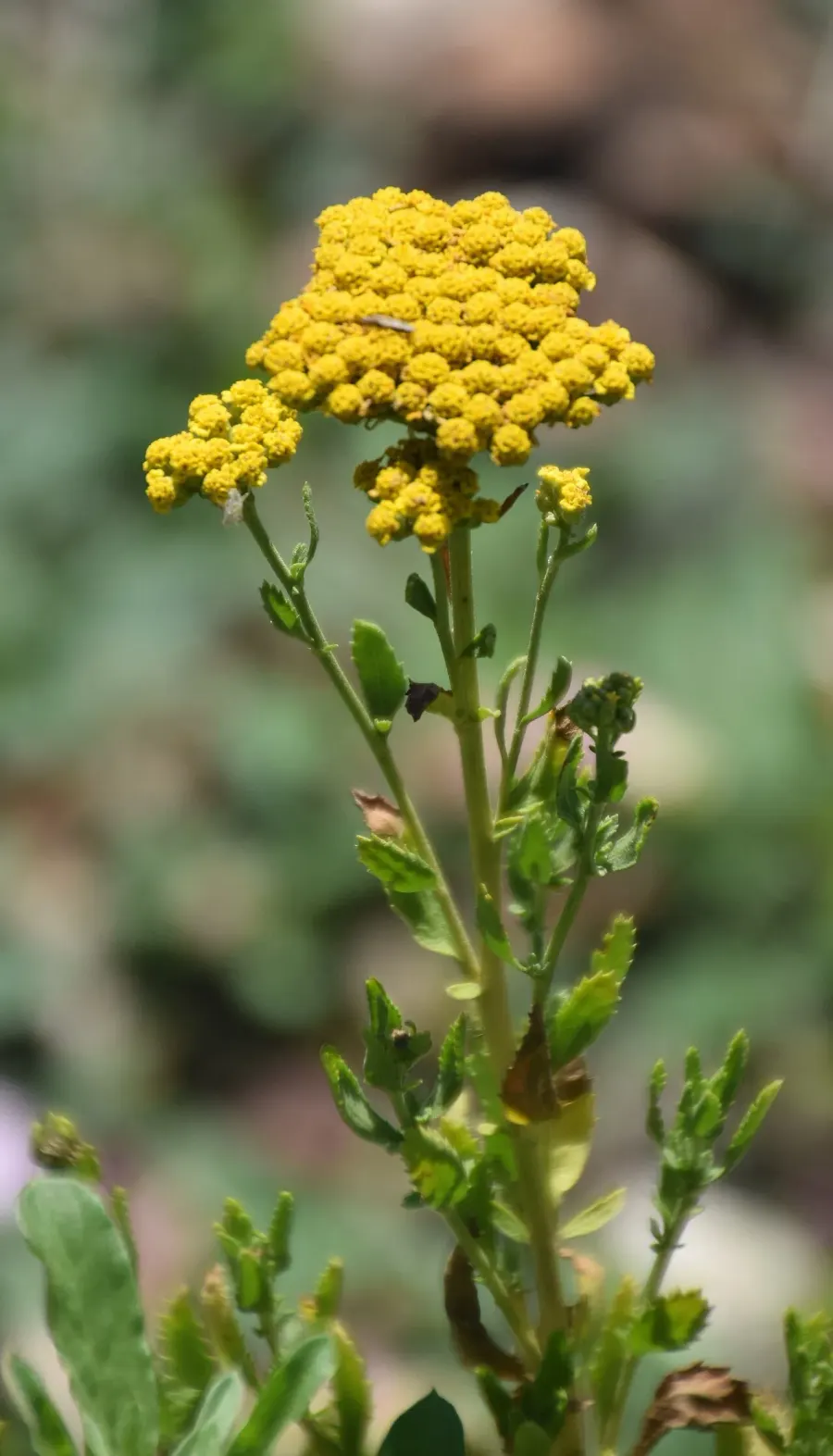 La carte Achillea ageratum