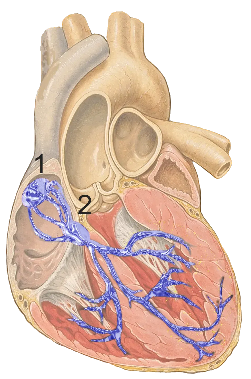 La carte Nœud sinu-atrial