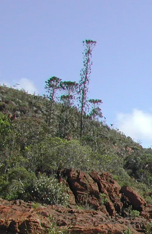 The Araucaria bernieri card