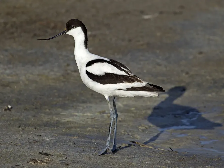 La carte Avocette