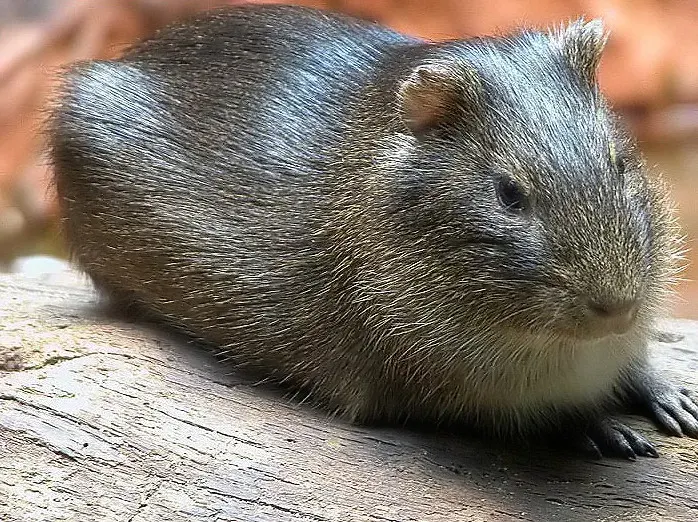 La carte Cavia