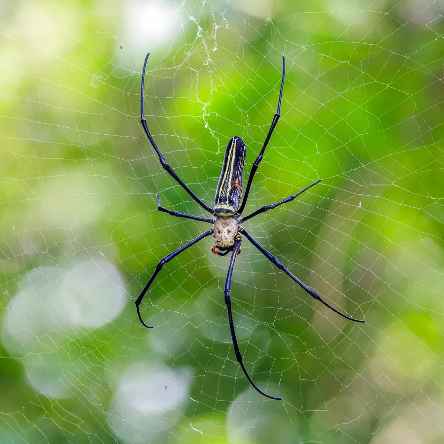 La carte Nephila pilipes