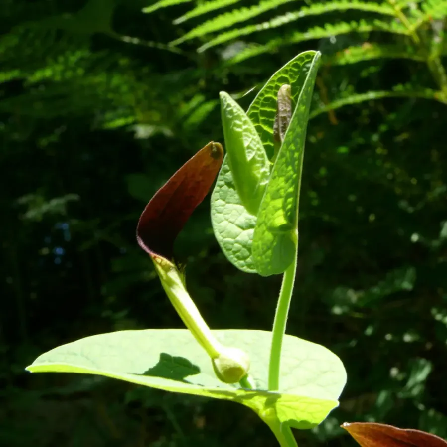 La carte Aristoloche à feuilles rondes
