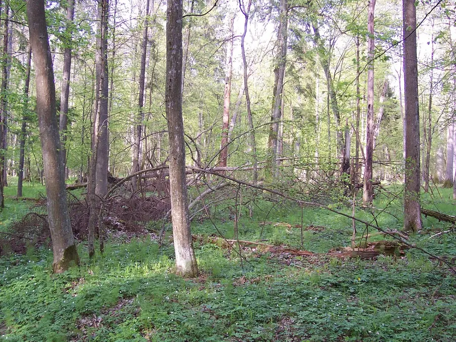 The Central European mixed forests card