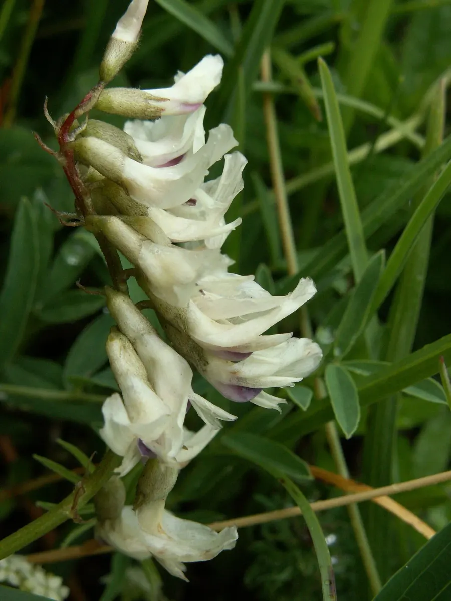 La carte Astragalus australis