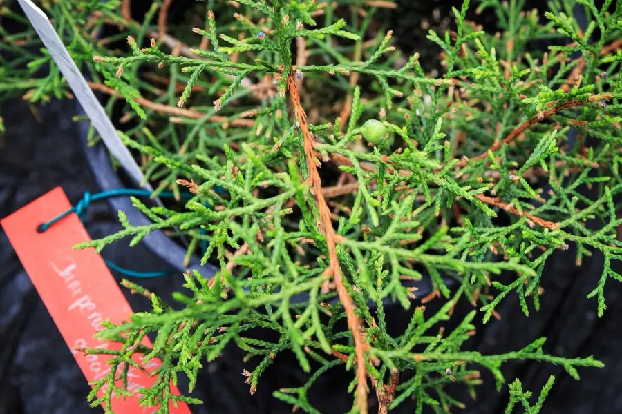 The Juniperus gracilior card