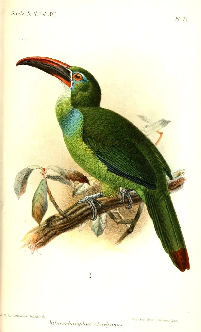 The Tepui toucanet card