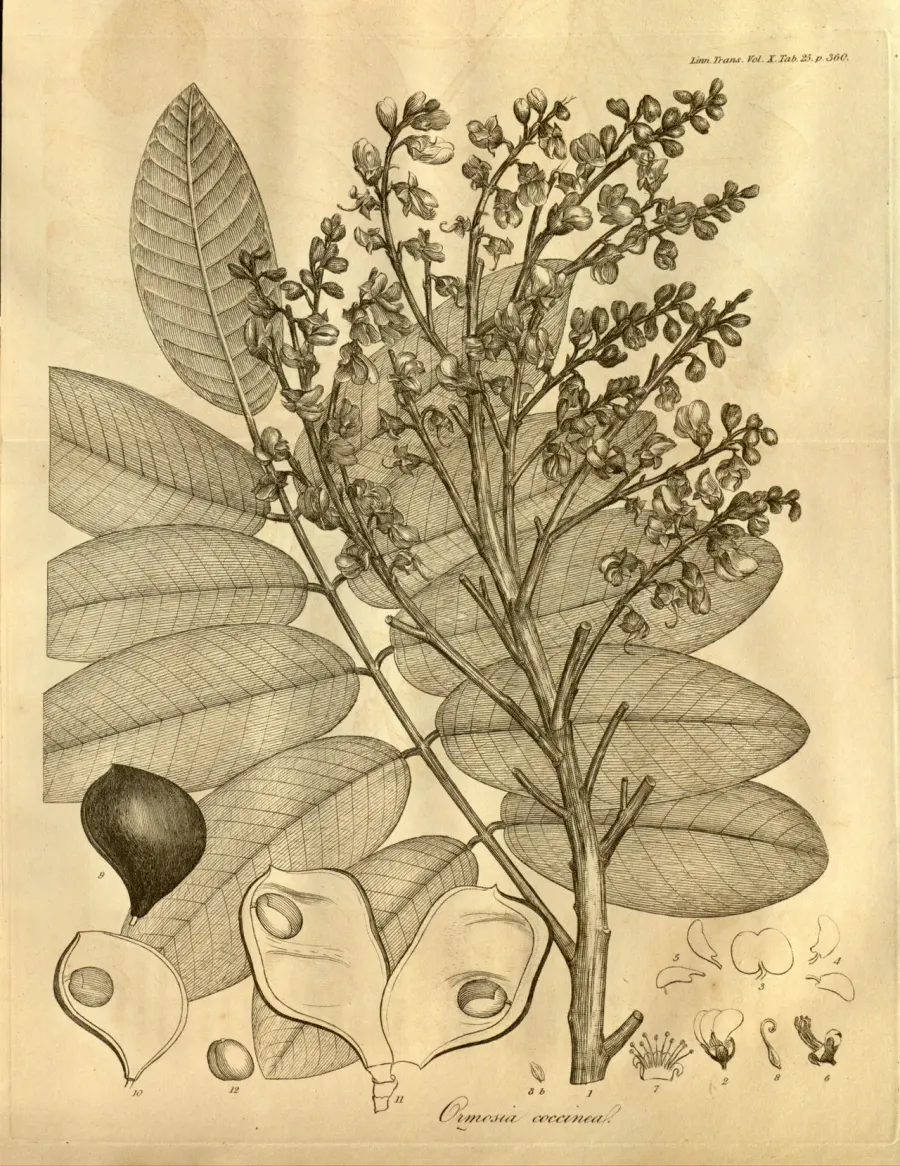 The Ormosia card