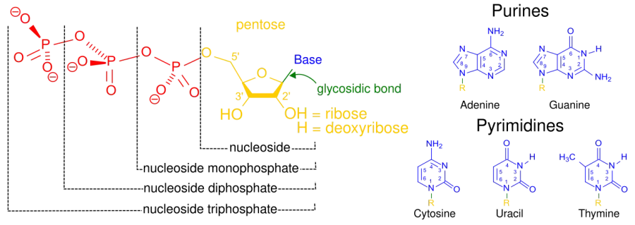 La carte Nucléoside