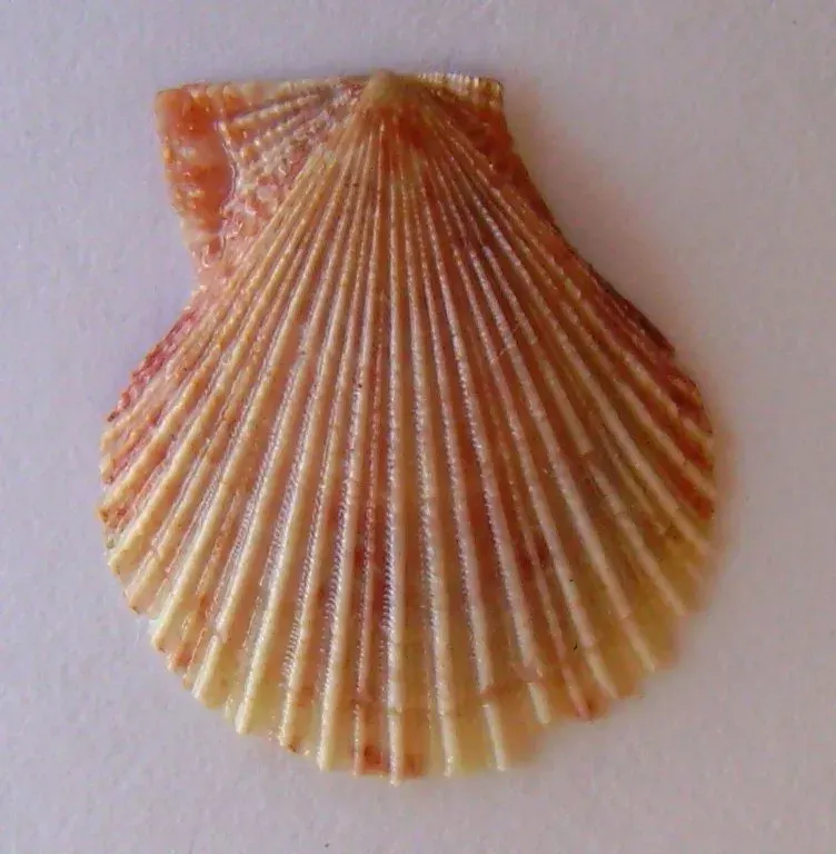 The Chlamys card