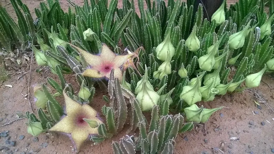 The Stapelia gigantea card