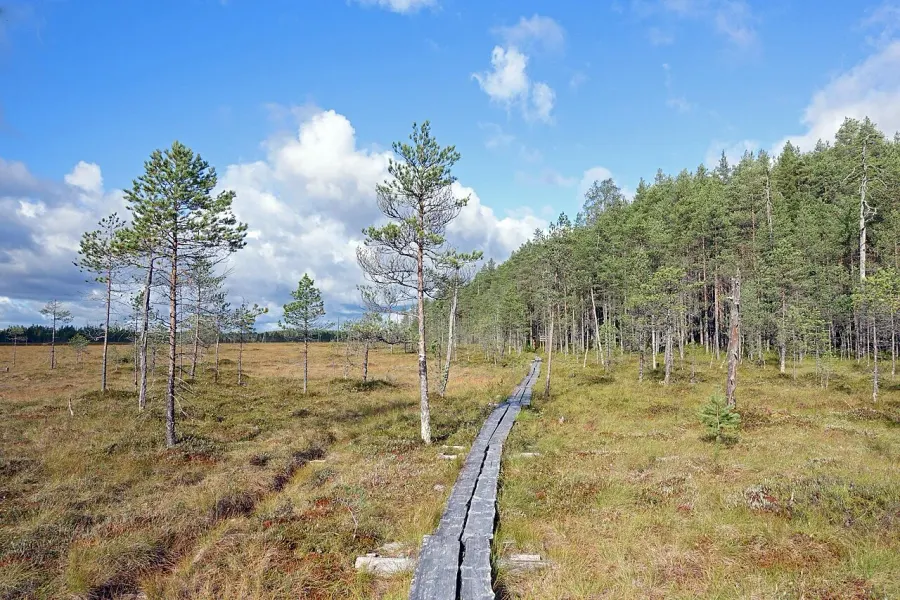 The Pyhä-Häkki National Park card