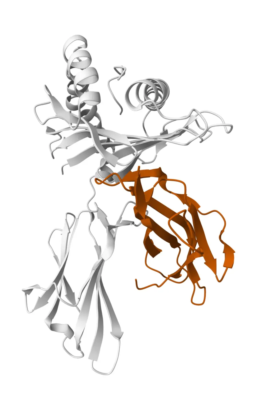 La carte Bêta-2 microglobuline