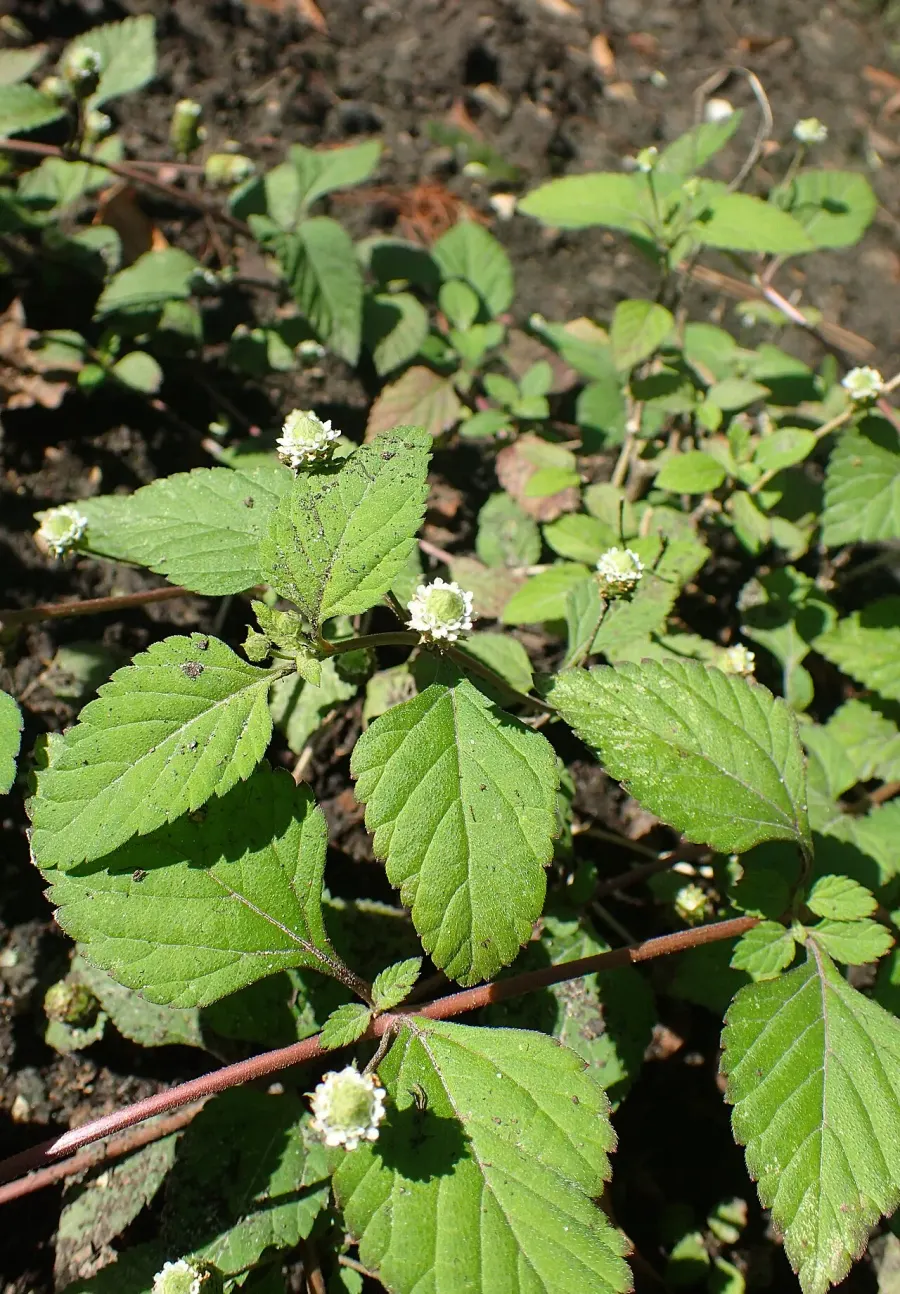 The Lippia dulcis card