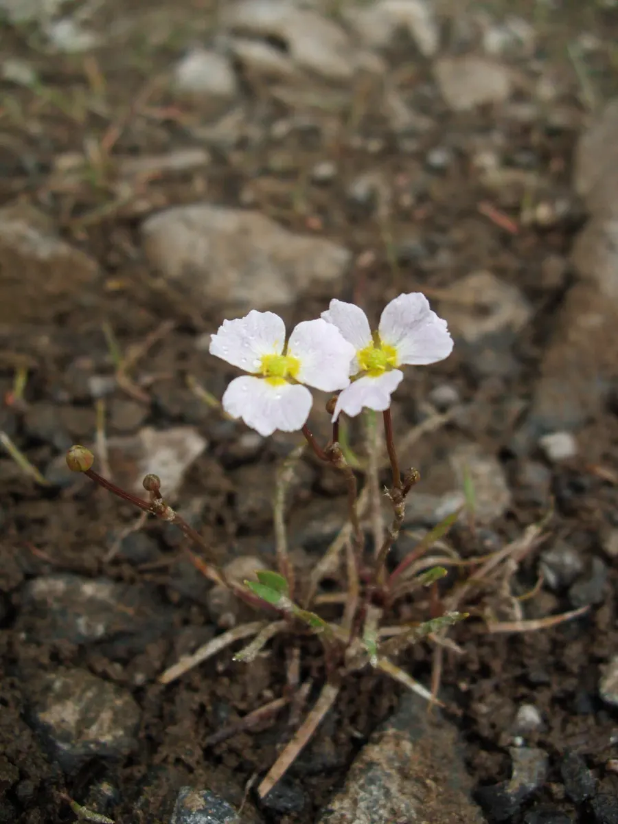 The Baldellia ranunculoides card