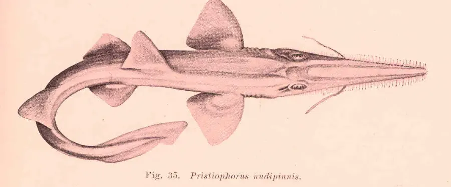 The Shortnose sawshark card