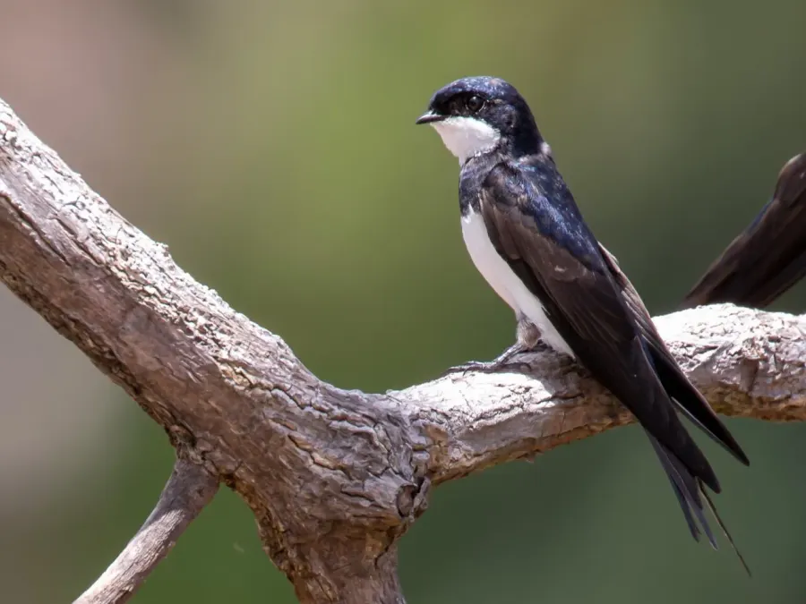 The Black-collared swallow card