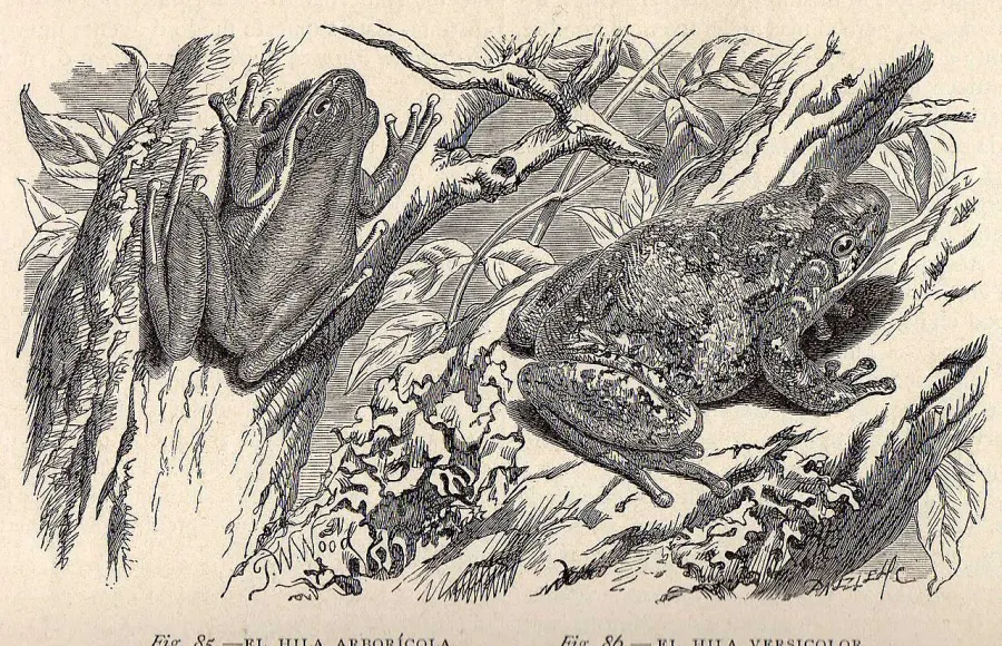 The Dryophytes arboricola card