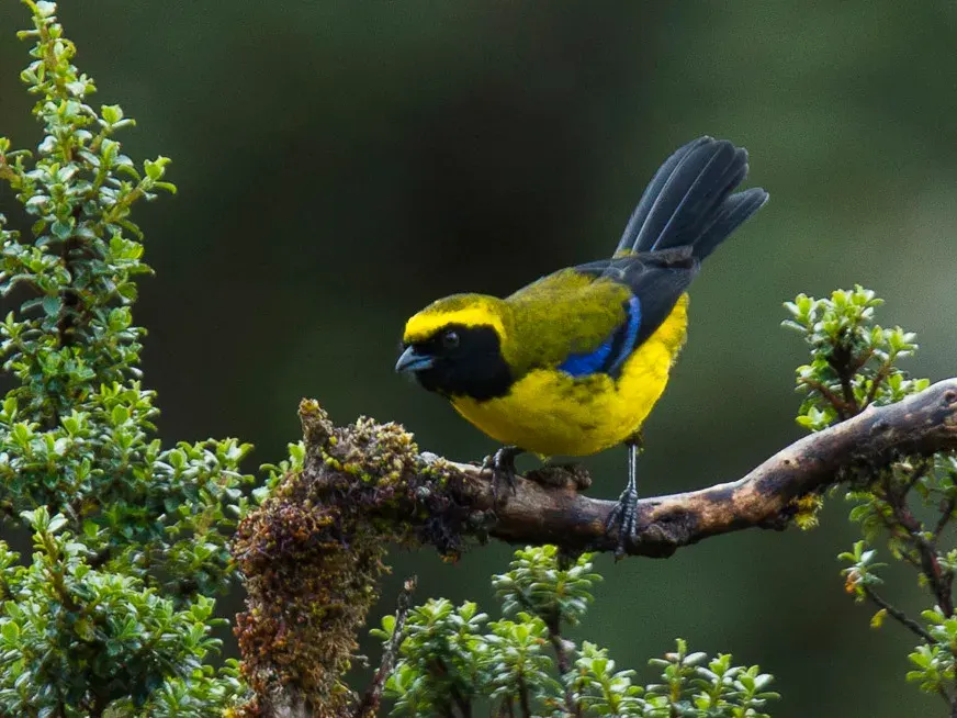 The Masked mountain tanager card