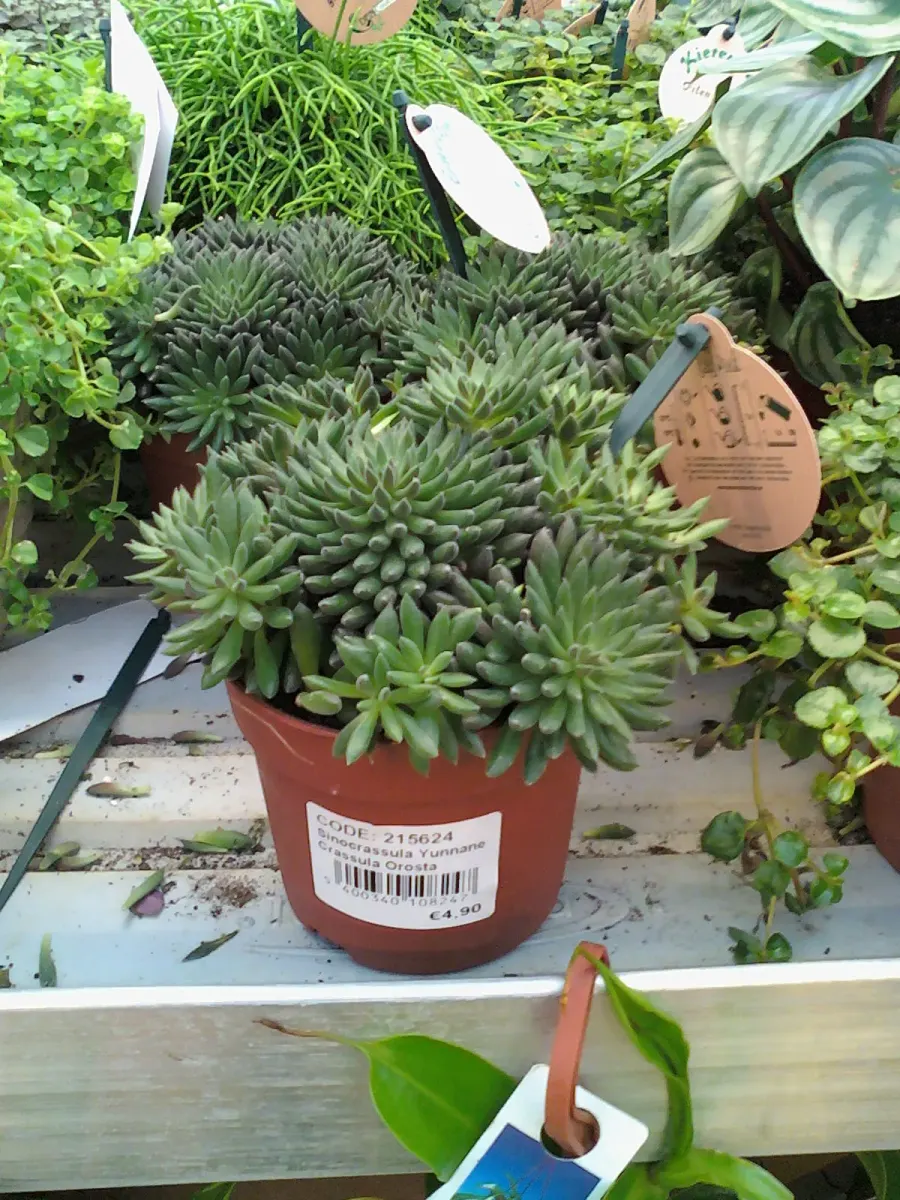 La carte Sinocrassula