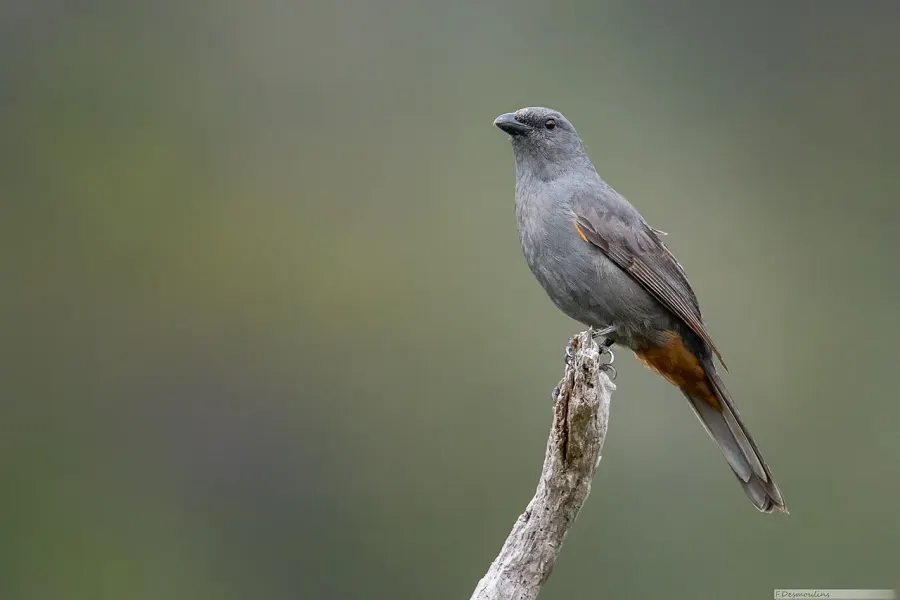 The New Caledonian cuckooshrike card
