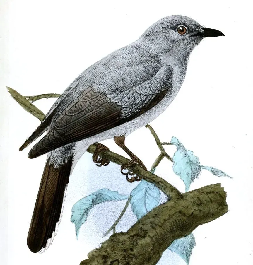 The Indochinese cuckooshrike card