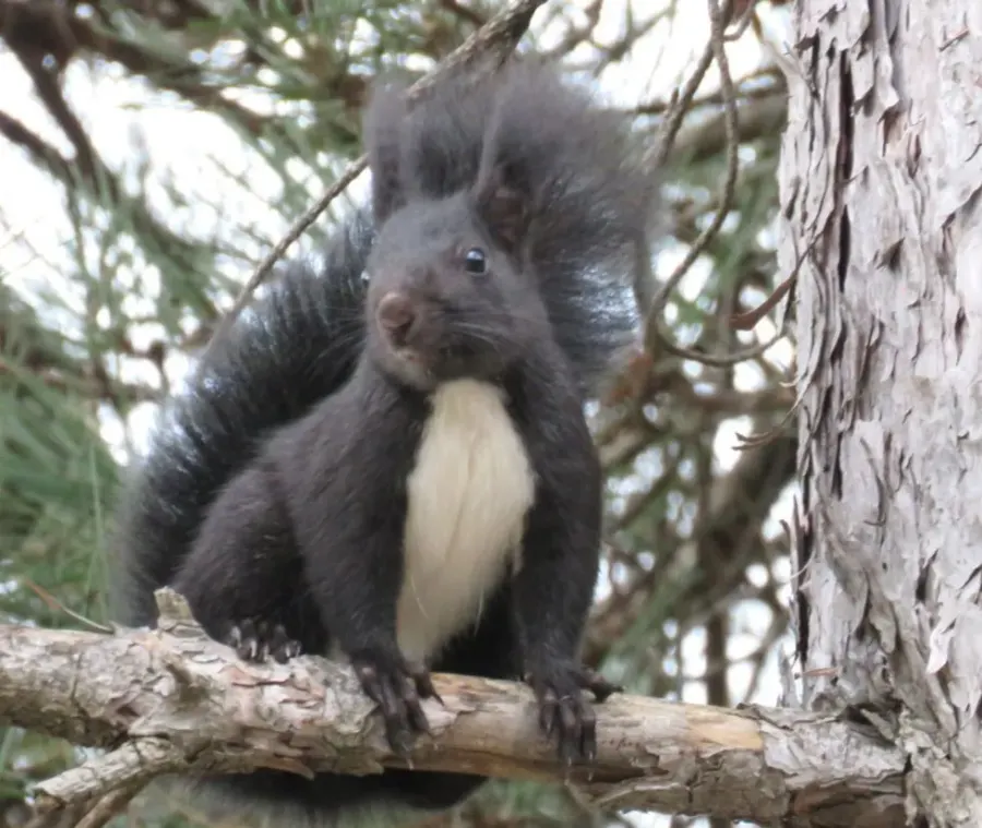 The Calabrian black squirrel card